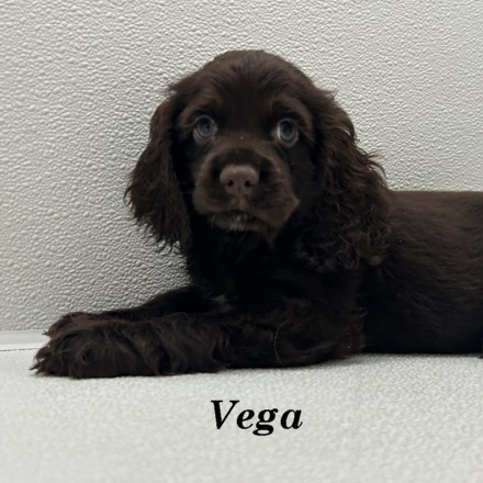 puppy, for, sale, Cocker Spaniel, Joe & Cherri  Overlease, dog, breeder, Miller, MO, dog-breeder, puppy-for-sale, forsale, nearby, find, puppyfind, locator, puppylocator, aca